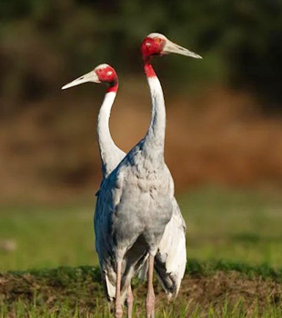 300 Bird Species at Hastinapur