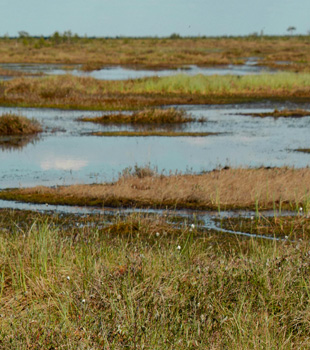 Marshy ecosystem at Hastinapur