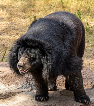 300 Bird Species at Hastinapur