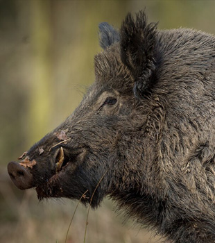 300 Bird spp at Hastinapur