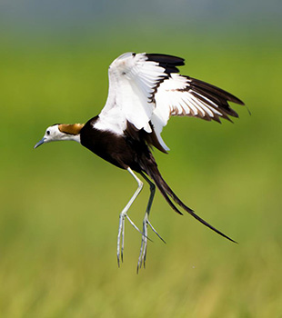 Bird Watching at Katarniya