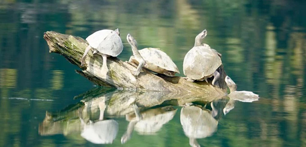 Katarniya Ghat Wildlife Sanctuary