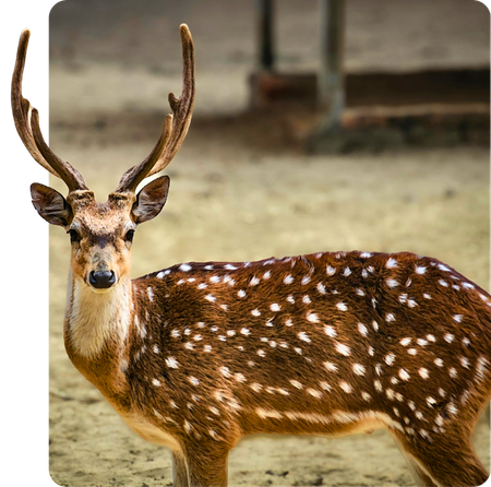 spotted deer at Kishanpur Wildlife Sanctuary