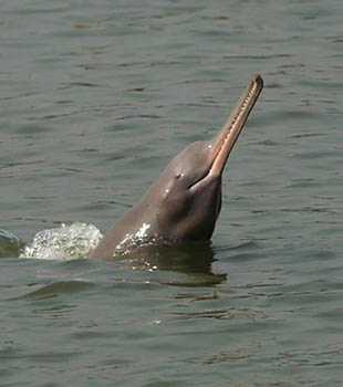 Gangetic Dolphin