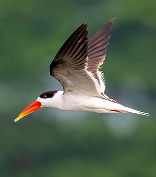 Indian Skimmer